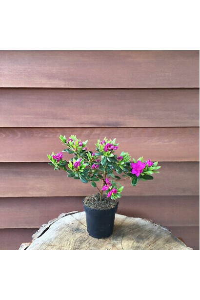 Компактний кущ Rhododendron Geisha Lila у контейнері.